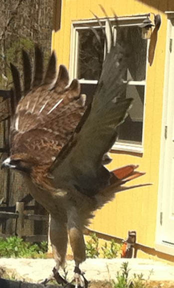 Birch, another red-tailed hawk, was one of the birds not eligible for release.