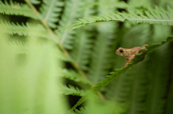 A small toad makes some backyard ferns seem gigantic (photo by Aaron Zaremsky)