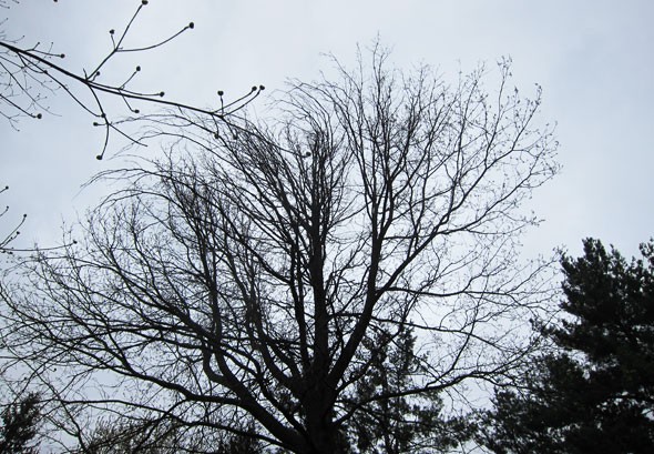 pineOakInWinter