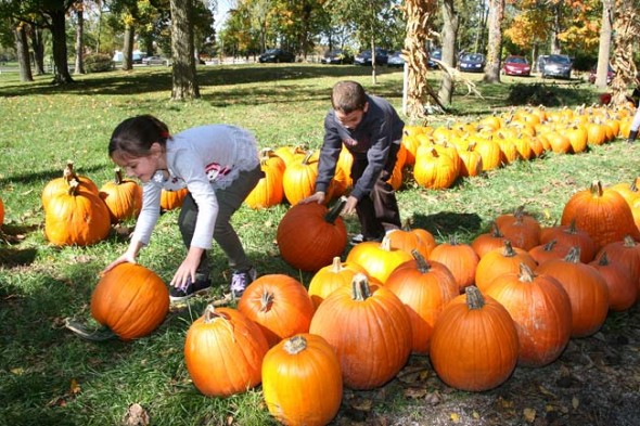 Brigid and Conner Digiacomo, ages 6 and 8, of Beavercreek were told to find a pumpkin they could carry to the car. They did their best to find ones that rolled instead. (photo by Suzanne Ehalt)