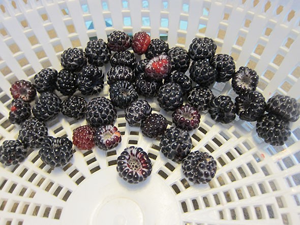 black raspberry