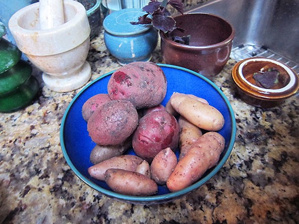 new potatoes