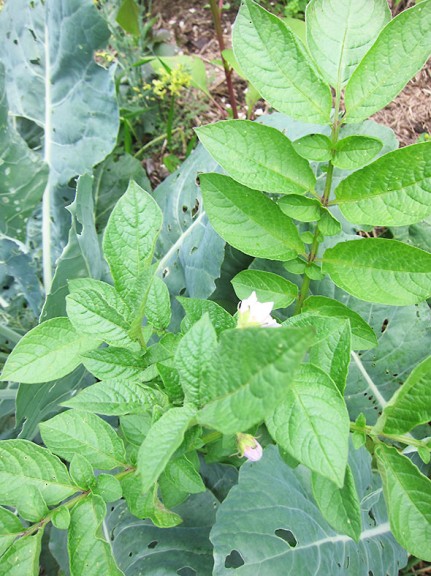 potato blossoms