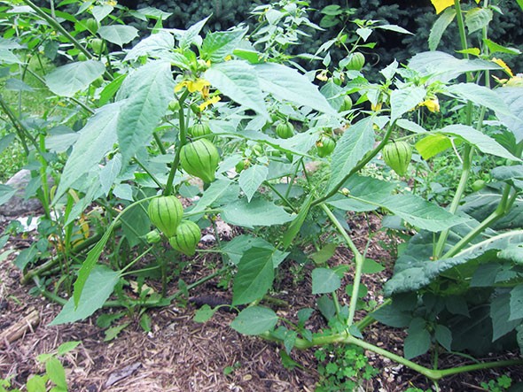 tomatillo lanterns