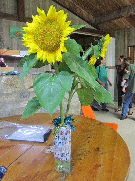 sunflower
