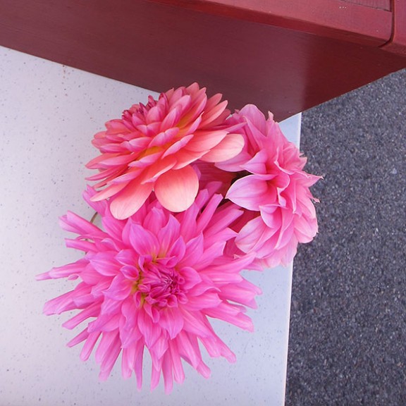 dahlias