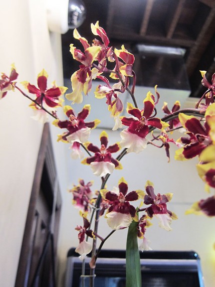 orchid