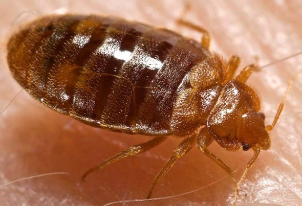A photograph of a mature bedbug. The adult is approximately the size of an apple seed. (Photo from the Centers for Disease Control)