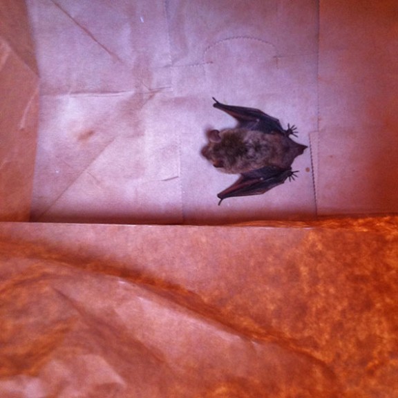 bat