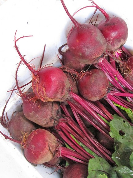 beetsBounty