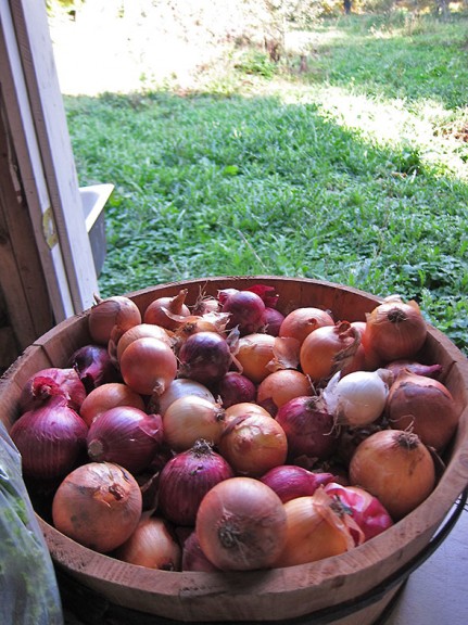 onions