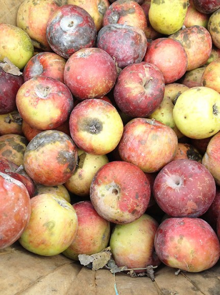 apples
