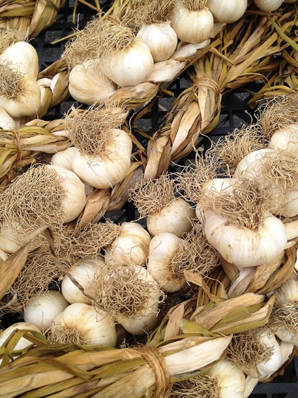 garlic