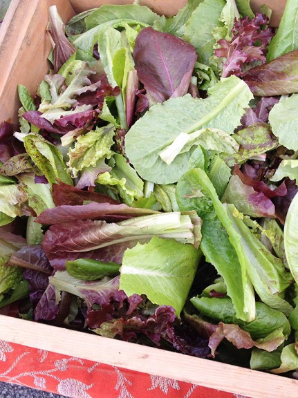 lettuce