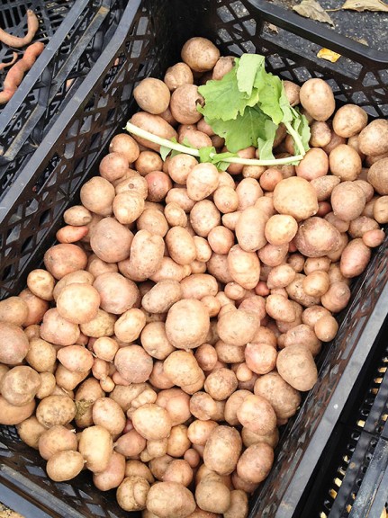 potato bin