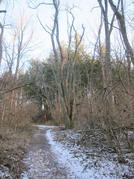approach to the Pine Forest