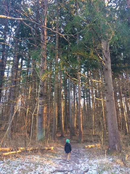 entrance to the Pine Forest