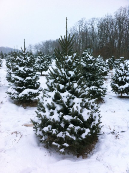 our tree