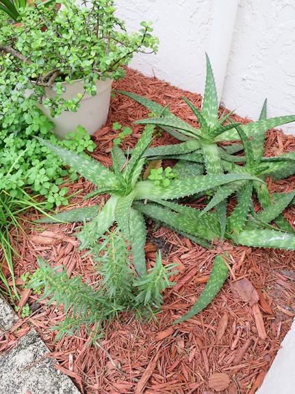 rosemary and aloe