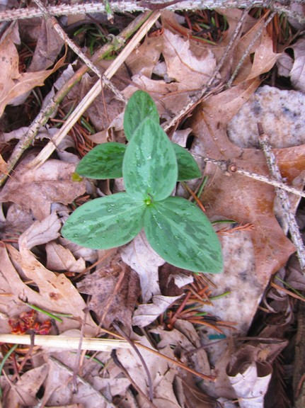 Trillium