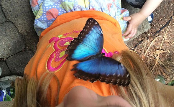 blue morpho butterfly