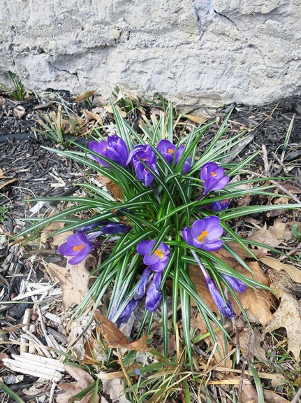 crocuses