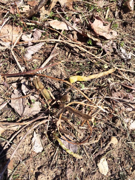 frostbitten asparagus