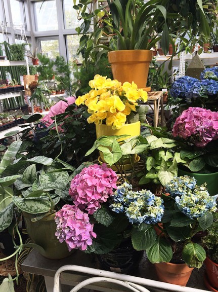 many hues of Hydrangea