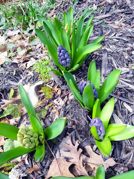 hyacinths
