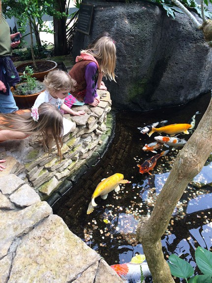 koi