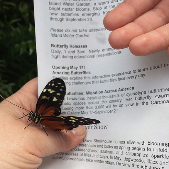 monarch migration