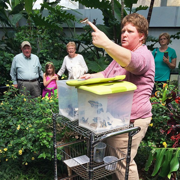 butterfly release