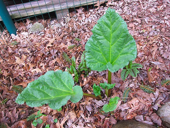 rhubarb and sorrel