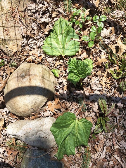 shriveled rhubarb