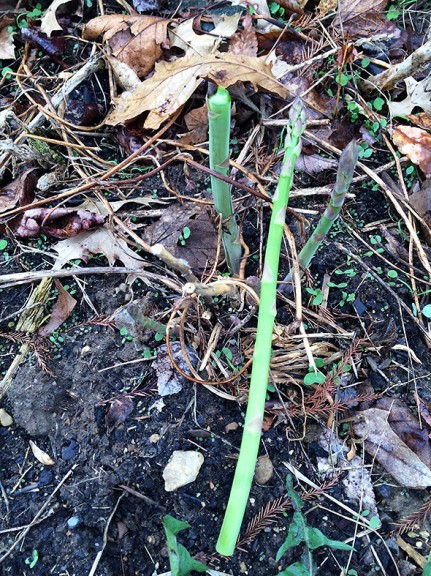 transplanted asparagus