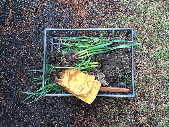 transplanting garlic