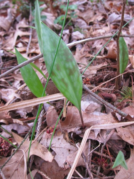 trout lily