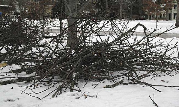 The Village will pick up branches from ice storm beginning Feb. 14. (Photo by Eliza Minde-Berman)