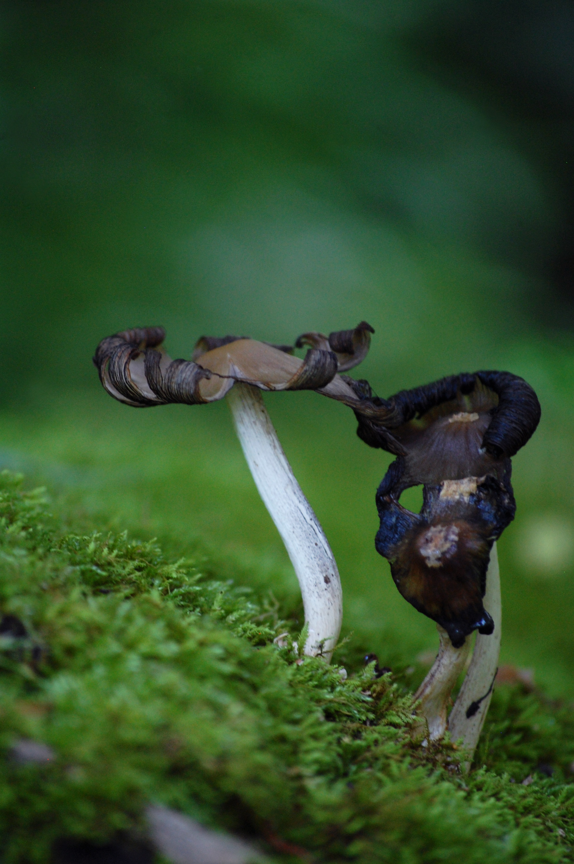 Weekly Wildlife: Fungus among-us
