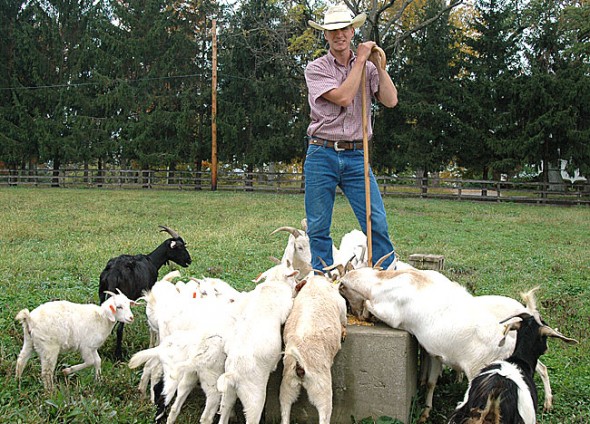 Local goatherd Owen Betts tended his flock at Whitehall Farm this month. Antioch College recently hired Betts’ goats to chew through the overgrown weeds at its farm to make way for a food forest. The goat mowing service is available to anyone with a weed problem. (Photo by Megan Bachman)