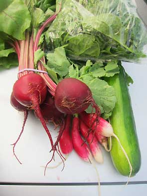 beets, radish, spinach, and zucchini