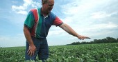 The soybeans at Craig Corry’s Miami Township farm only reach to his knees, when they should be nearly waist high at this point in the season. The moderate drought in the Dayton area has stunted the growth of area soybeans and corn, threatening to cut into yields. (Photo by Megan Bachman)