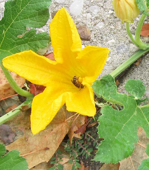 bee gathering pollen