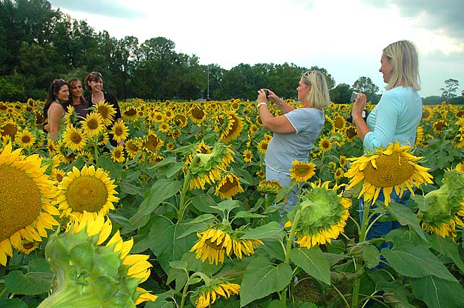 Photo contest deadline soon; but be safe! • The Yellow Springs News