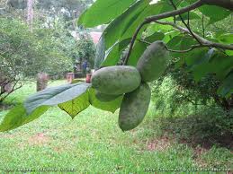 A Pawpaw tree in later summer.