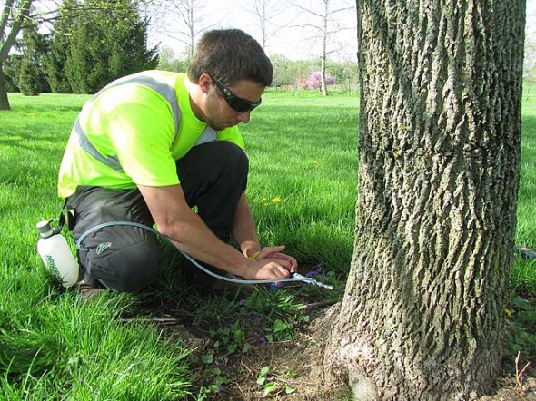 On May 3 a Tree Care Inc. technician  treated white ash and blue ash trees in the Ellis Park and Lloyd Kenney Arboretum by injection into the tree trunk. (Submitted photo)