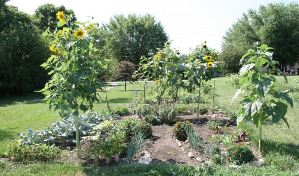 One of community garden plots in Bill Duncan Park last July. It's not too late to get a garden plot of your own!
