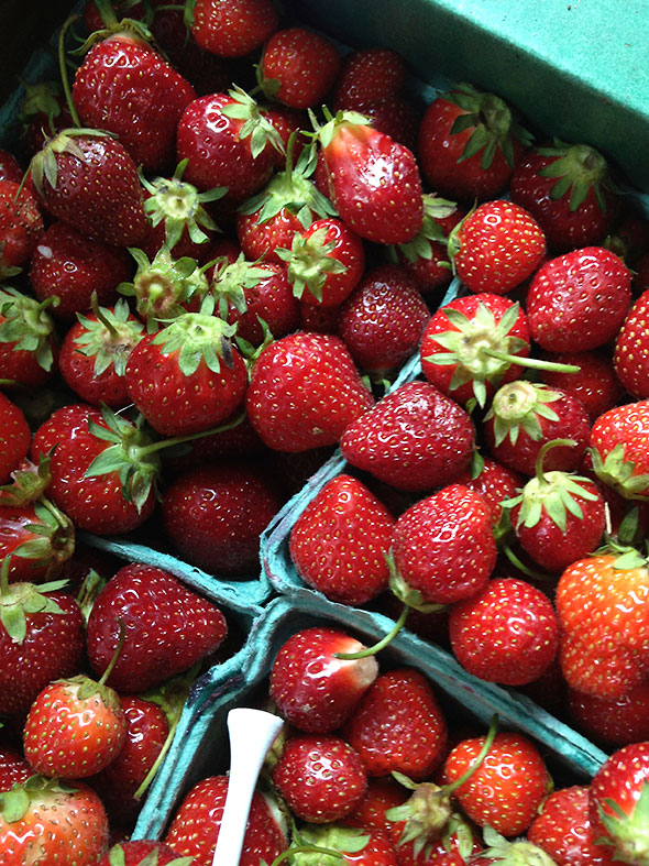 fresh picked strawberries