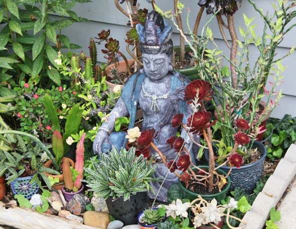 Buddha sitting among a great succulent garden at a dear friend's home on West South College St. (photos by Suzanne Szempruch)