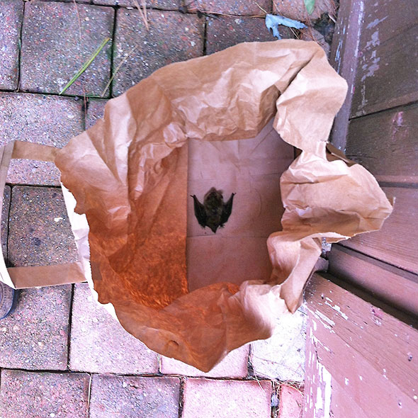bat in a bag
